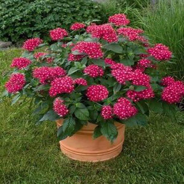 Pentas Lanceolata Flower Seeds