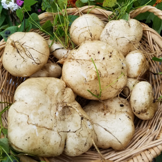 Jicama Heirloom Seeds