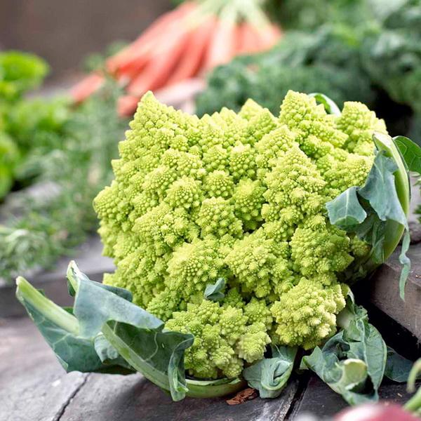 Green Snowy Cauliflower Seeds