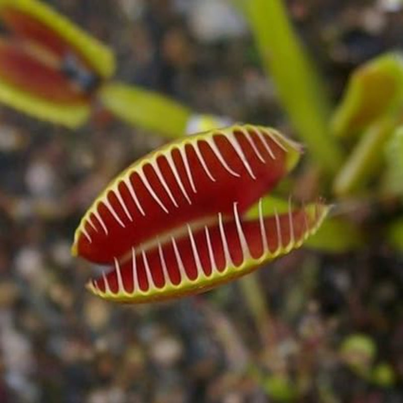 Venus Flytrap Plant Seeds