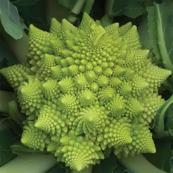 Green Snowy Cauliflower Seeds