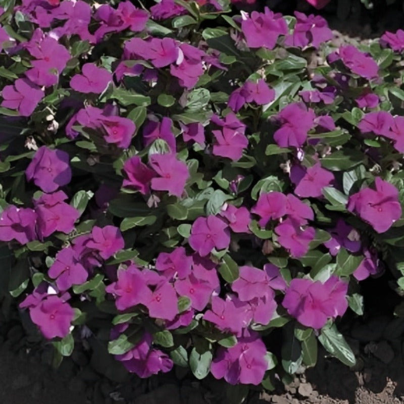 Purple Vinca Periwinkle Seeds
