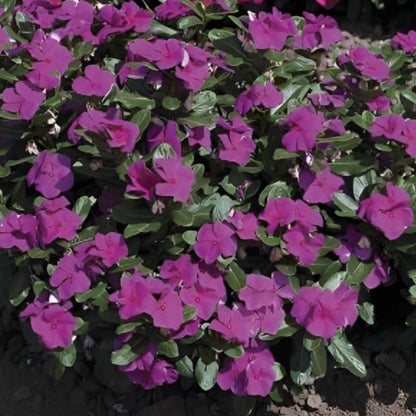 Purple Vinca Periwinkle Seeds
