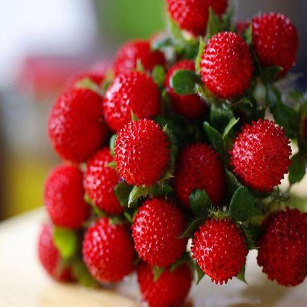 Wild Strawberry Seeds