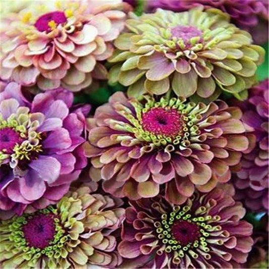 Purple Small Zinnia Flower Seeds