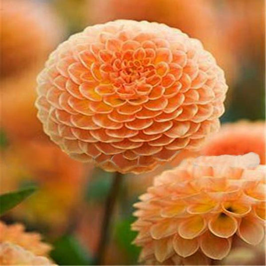 Orange Small Zinnia Flower Seeds