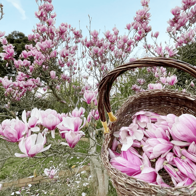 174pcs Magnolia Seeds, Fragrant Wood, Ornamental Perennials, Garden