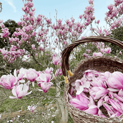 174pcs Magnolia Seeds, Fragrant Wood, Ornamental Perennials, Garden