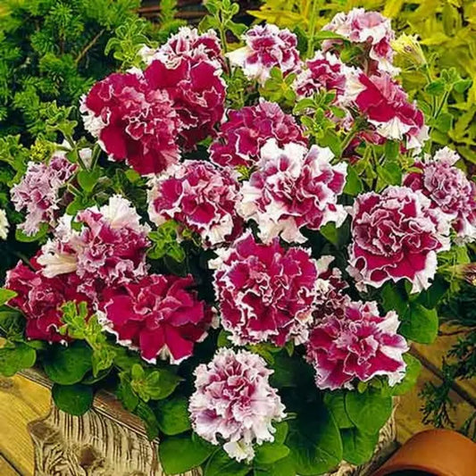 500Pcs Double Petunia Flower seeds