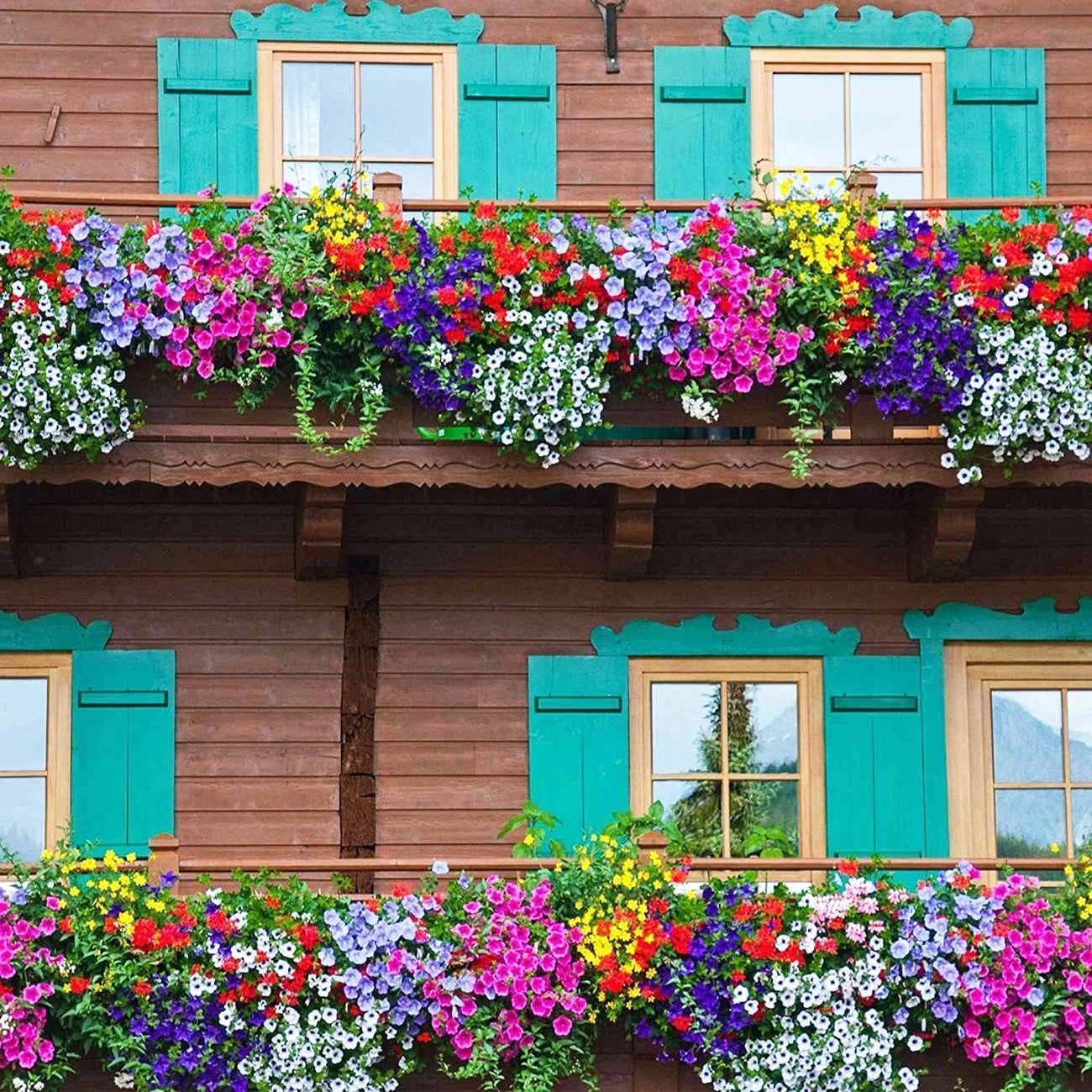 1000pcs Petunia Mixed Rainbow Color Bonsai Seeds