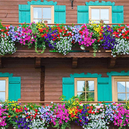 1000pcs Petunia Mixed Rainbow Color Bonsai Seeds