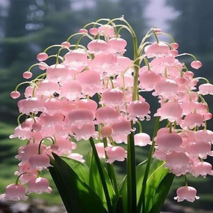 100 PCS Pink Lily of the Valley Seeds - Elegant & Fragrant Addition to Your Garden
