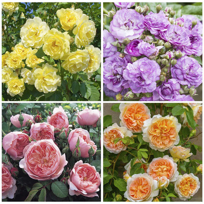200+ Climbing Rose Mix Seeds - Gorgeous Blossoms for Trellises and Fences