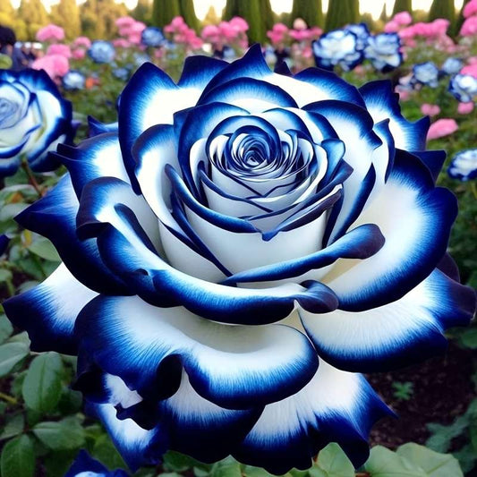 Blue White Rose Seeds - 100 PCS