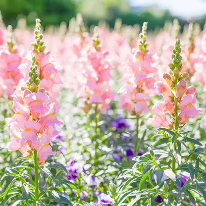 100 PCS Vibrant Colorful Snapdragon (Antirrhinum majus) Seeds for Your Garden