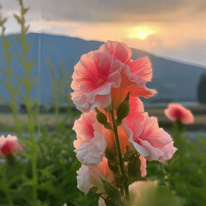 100 PCS Exquisite Mixed Double Hollyhock (Alcea Rosea) Flower Seeds - Ideal for Your American Garden