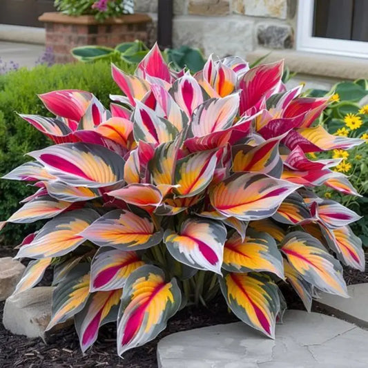 100PCS Hosta perennial flower seeds