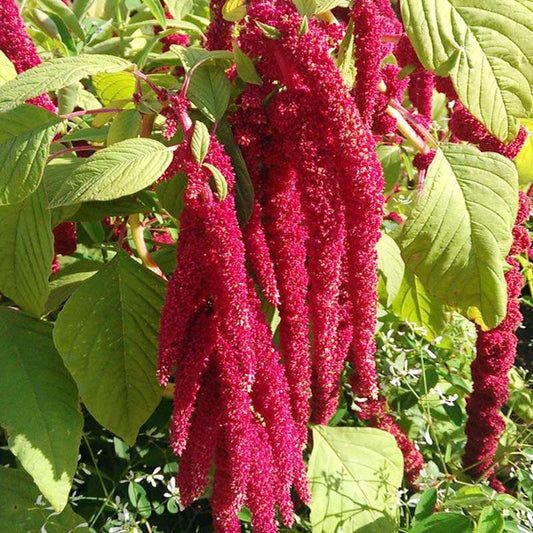 100 PCS Vibrant Tailless Amaranth Seeds - Amaranthus caudatus for Ornamental Gardens & DIY Projects