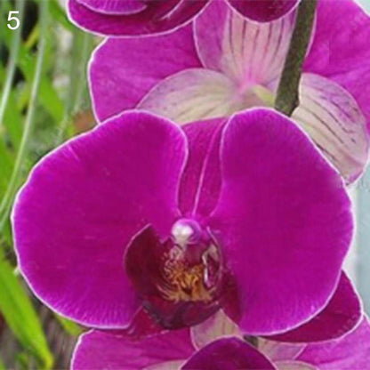 100 fragrant Cymbidium seeds