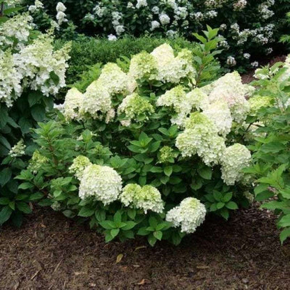 20 PCS Coneflower Strawberry Hydrangea Seeds (Strawberry Hydrangea paniculata) - Create a Magnificent Display of Blooming Balls in Your Garden