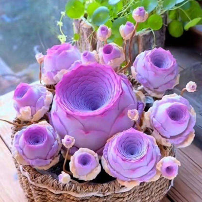 500pcs Mountain Rose Seed Fleshy Peach Rose Succulent Plant for Indoor Potting Desktop Decor