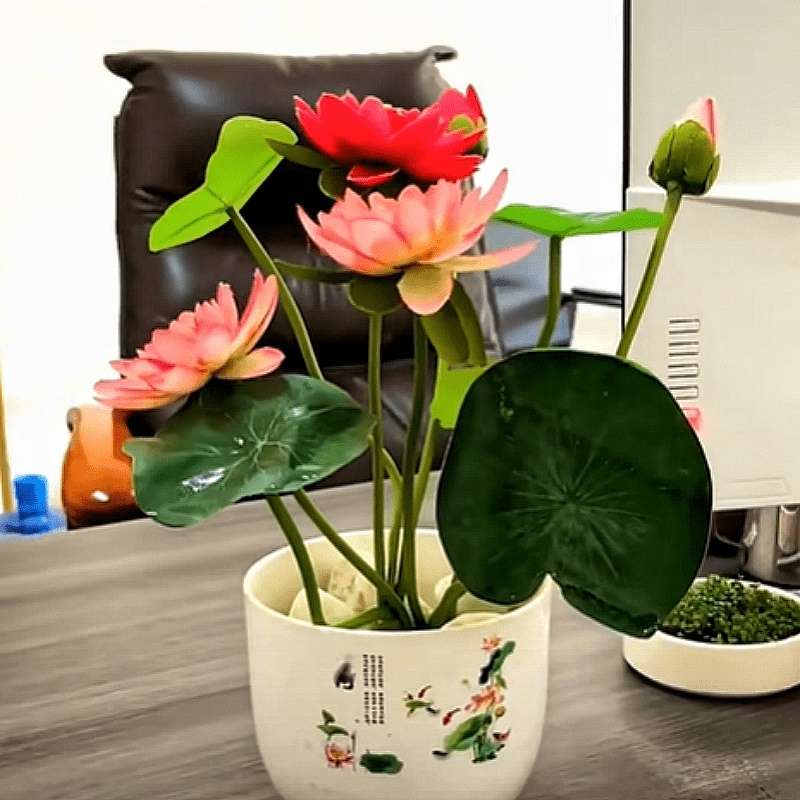 30 Bowl Lotus Flower seeds Water Lily Home Garden Plants