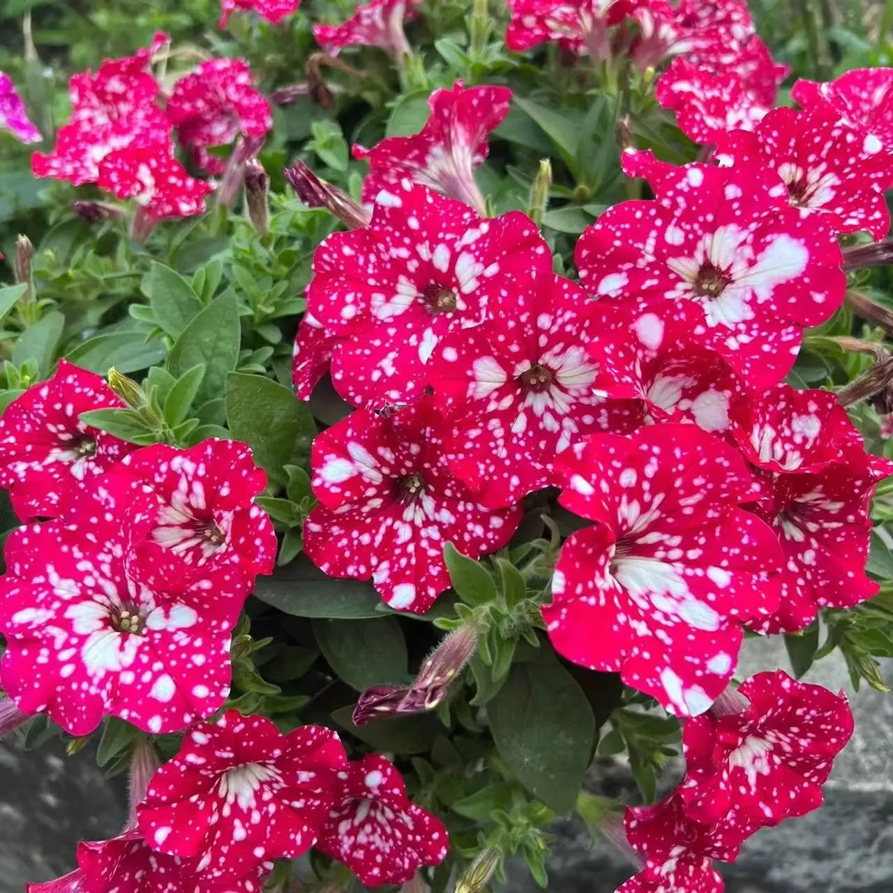 1000PCS Annual Night Sky Petunia Flower Seeds