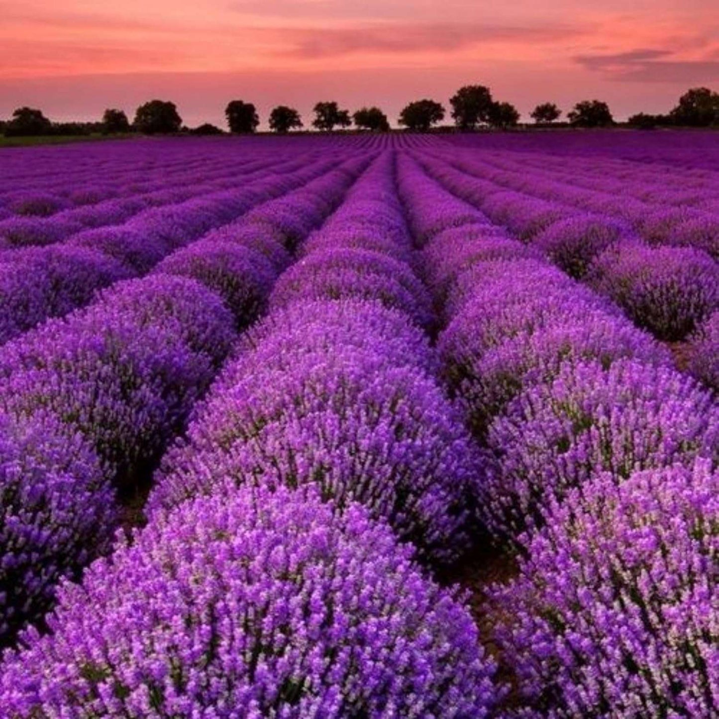 100 PCS Lavender Seeds - Pure & Fresh, Ideal for Creating a Fragrant Garden Oasis
