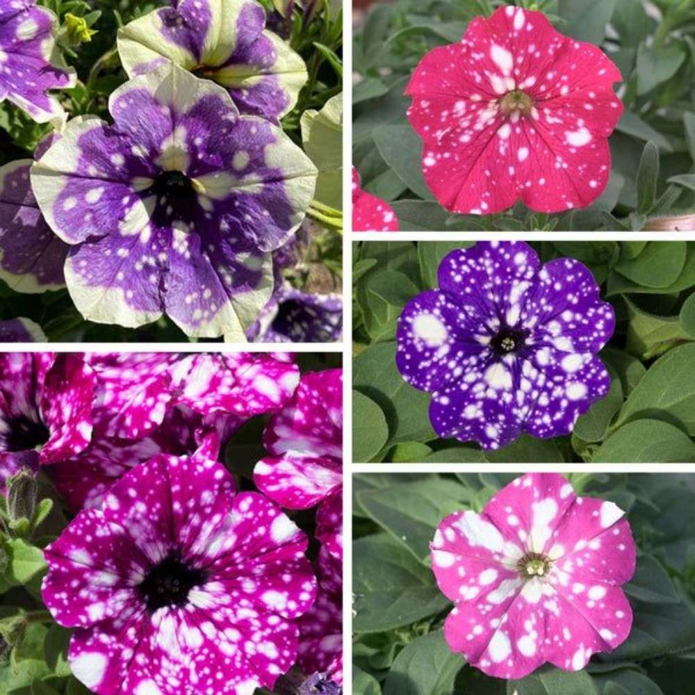 100 PCS Premium Deep Purple Petunia Seeds
