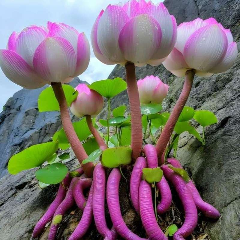 5 Pcs Mixed Color Bonsai Snow Lotus Seeds