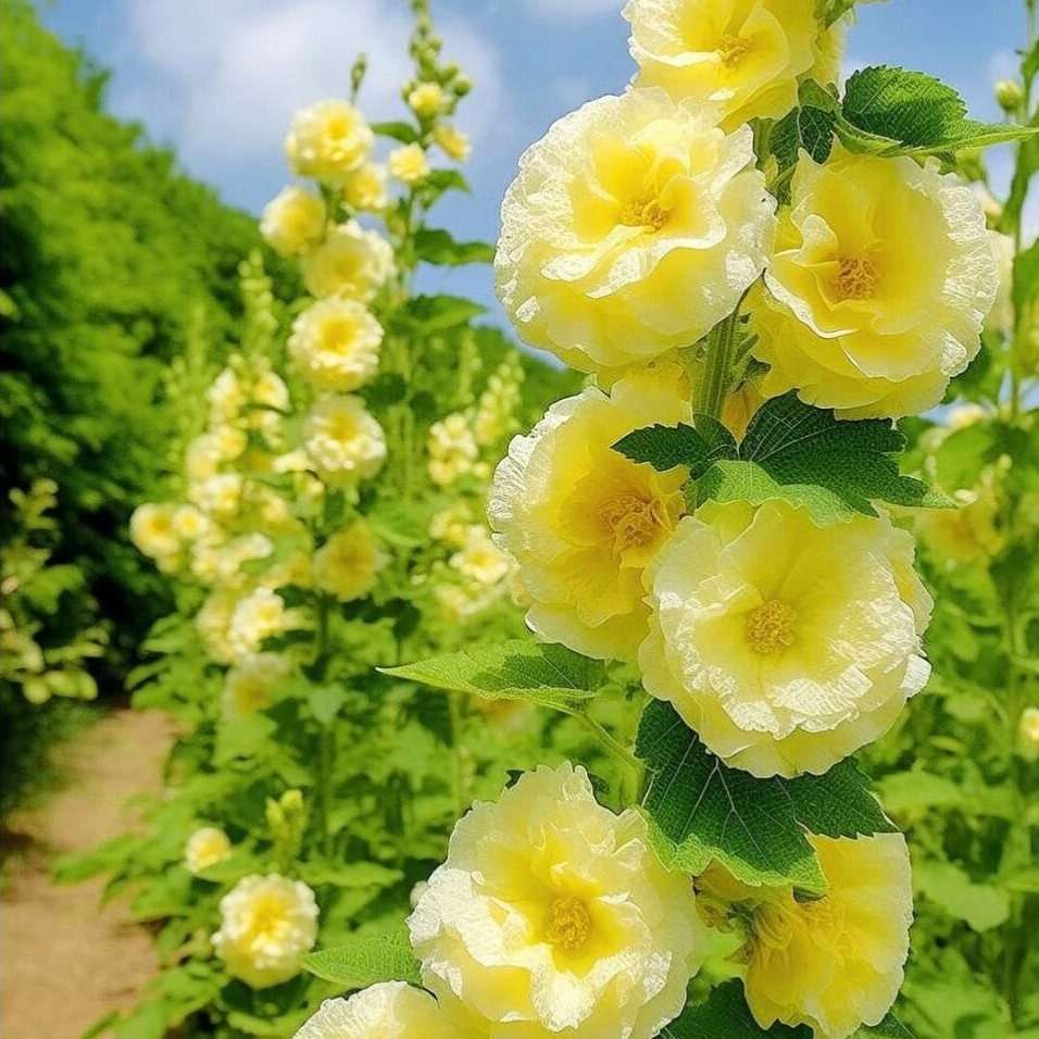 100 PCS Bacopa Hollyhock Seeds Perennial Flower Garden Seed Flowers Seed Flower