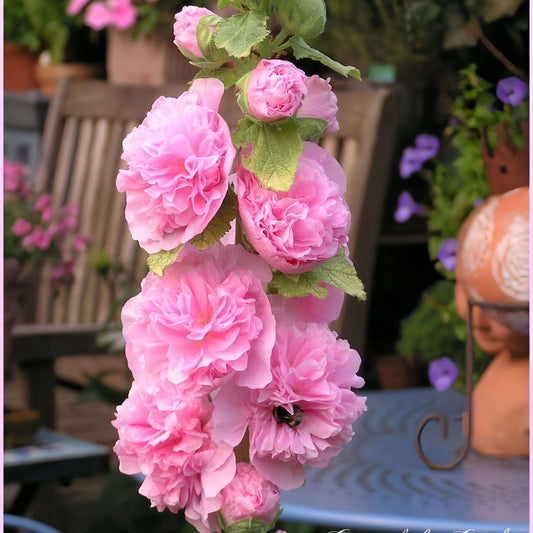 100 PCS Exquisite Mixed Double Hollyhock (Alcea Rosea) Flower Seeds - Ideal for Your American Garden