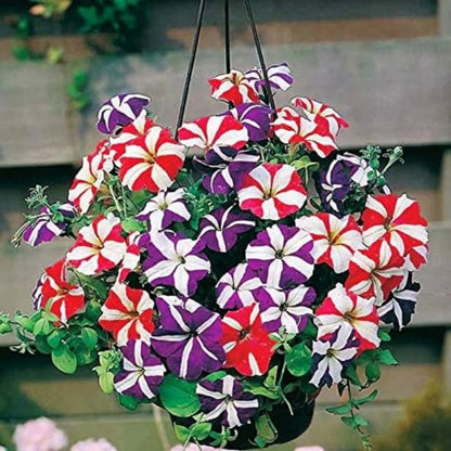 1000 PCS Rainbow Mixcolor Petunia Flower seeds