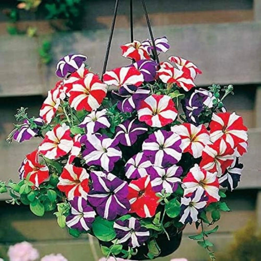 1000 PCS Rainbow Mixcolor Petunia Flower seeds