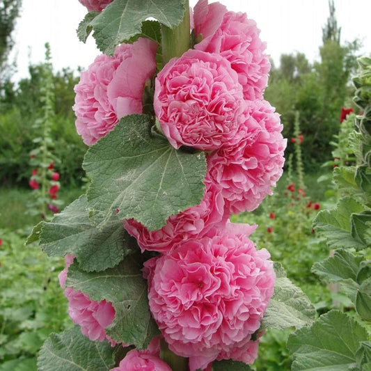 100 PCS Premium Hollyhock Seeds Collection (Alcea rosea)