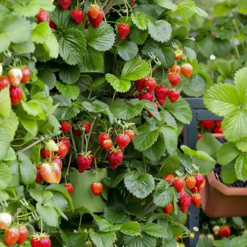 1000 PCS Climbing Strawberry Seeds -The secret weapon of harvest