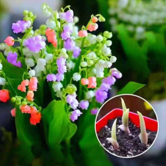 100 PCS Premium Bellflower Seeds (Convallaria keiskei Miq.)