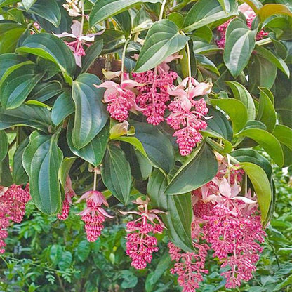 100 PCS Rare Pink Medinilla Magnifica Seeds - Tropical Elegance for Your Home Garden