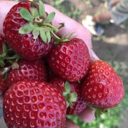 1000 PCS Purple Strawberries - Unique & Delicious - NON GMO