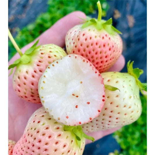 1000 PCS Tasty White Strawberry Seeds - Non GMO