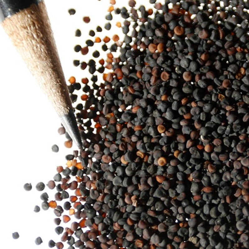 Gypsophila Flower Seeds