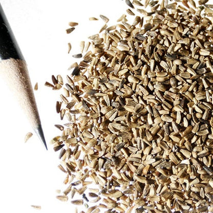 Chicory Seeds