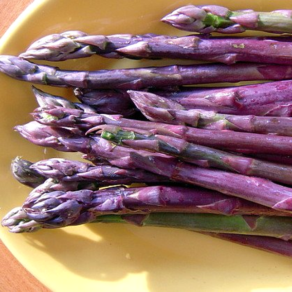 Purple Passion Seeds