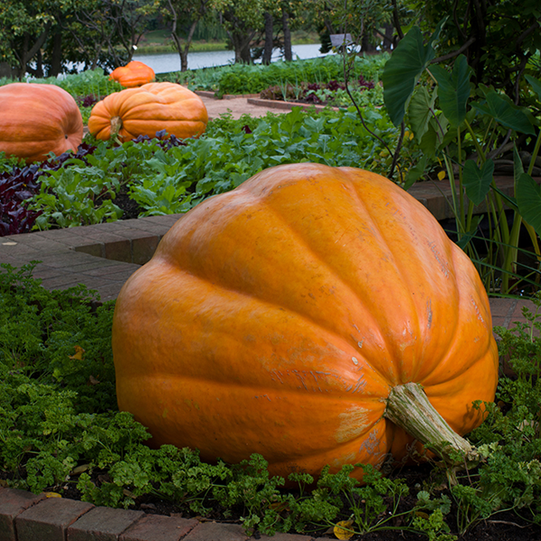 Super Giant Pumpkin Seeds