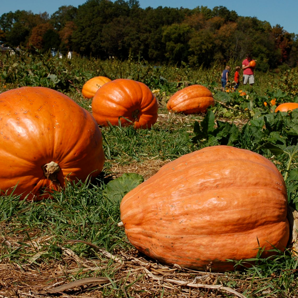 Super Giant Pumpkin Seeds