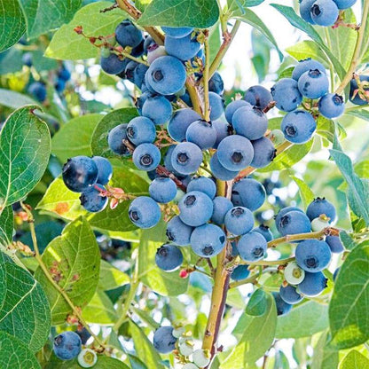 500+Blueberry Bush Seeds for Planting -Non GMO