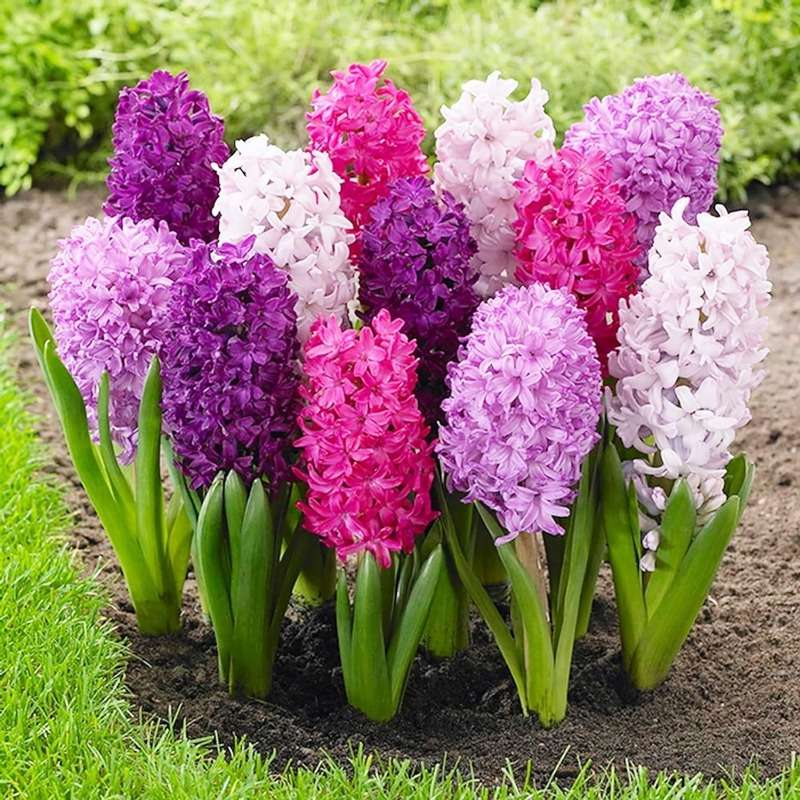 100 PCS Mixed Hyacinth Seeds - Bring Aromatic Beauty to Your Garden