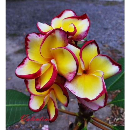 New 2025 Plumeria Frangipani Seeds, Flowers Valentine - 100 Seeds Rare
