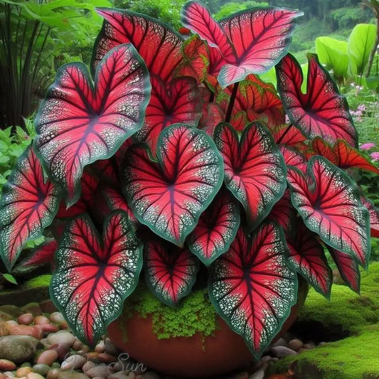 100 Pcs Hosta Seeds Bonsai Seeds Home Perennial Flowers
