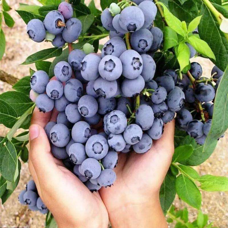 1000pcs Organic Blueberry Seeds for Planting